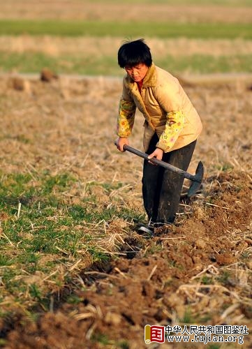 2月10日,安徽蚌埠市淮上区曹老集镇的一位村民在田间挖沟渠准备引流灌溉麦地。截至目前,遭受旱灾的安徽蚌埠市已投入抗旱资金7378万元,开启280个泵站抽水抗旱,动用抗旱机械26.8万台次,启用抗旱机井1.54万眼,新打机井1736眼,投入抗旱人数67.6万人。浇灌小麦面积303.2万亩,占小麦受旱面积的88%,抗旱保苗取得初步成效。 新华社记者 陈晔华 摄