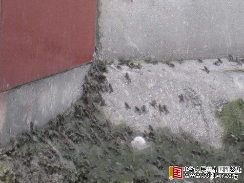 �Ĵ�����:��������ϰ� ������Ϊ����ǰ��(ͼ)