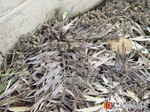 �Ĵ�����:��������ϰ� ������Ϊ����ǰ��(ͼ)