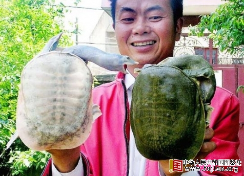 ����۶�����ֺ�����ɫ����(ͼ)