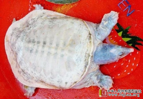 ����۶�����ֺ�����ɫ����(ͼ)