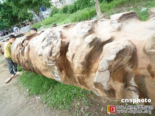 ���������ط��ֺ����ش���״ˮ����ľ(ͼ)