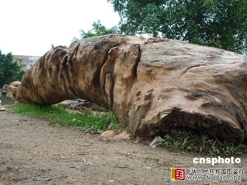 ���������ط��ֺ����ش���״ˮ����ľ(ͼ)