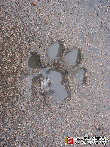 ������ũ������Ұ�������� צӡ��Ƭ�׶��ع�(ͼ)