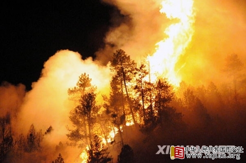 ������֥����С��ɭ�ֻ���(��ͼ)