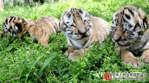 ������ɽ���������̻��⡰¶����(��ͼ)