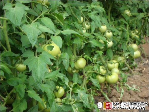 �������ͼ