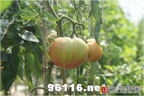 �������ͼ