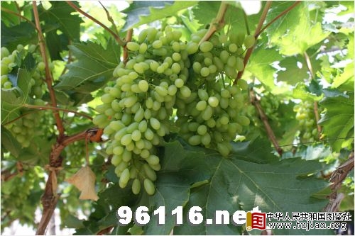 �������ͼ