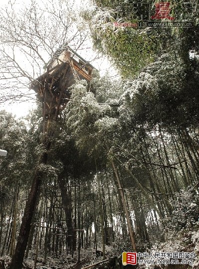 桃江县大栗港镇兴坪村,熊玉虎在15米高铁枣树上建的房子。