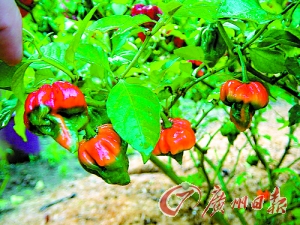 �Ĵ�������ֲ�������� �ڸ��纸������ͷ��(ͼ)--�й�ͼ��