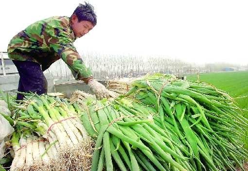 山东章丘大葱可能滞销 一毛多一斤无人收购(图)--中图社