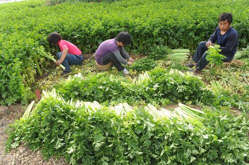 ���ϣ���Ĳ�����۲˵ͼ�����--��ͼ��