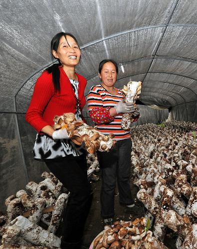 �ֺ��ؽ�ʹ�നʳ�þ���ҵ��չ��ͷǿ��--��ͼ��