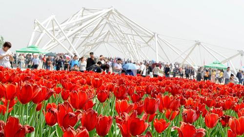 2011��������԰�ղ����Ὺ԰--�й�ͼ��